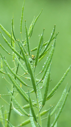 实拍谷雨节气油菜上的雨珠视频素材31秒视频