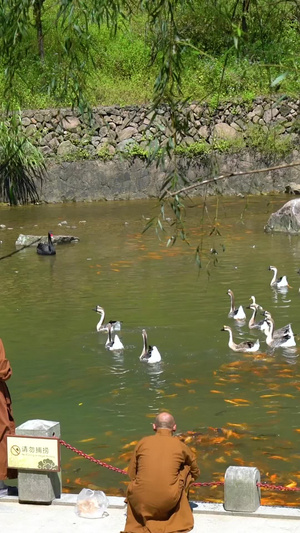 僧侣放生池里投喂食物实拍55秒视频