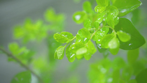 高清微距植物雨滴露水雨滴滑落22秒视频