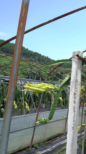 大棚火龙果夏季水果111秒视频