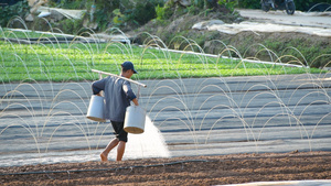 4K农民给菜浇水16秒视频