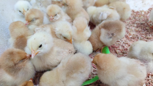 家禽养殖业小鸡幼崽实拍21秒视频