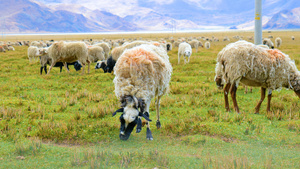 4k实拍畜牧业绵羊山羊吃草39秒视频