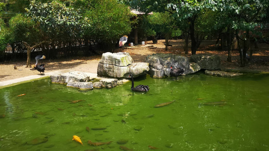 池塘观赏鱼视频