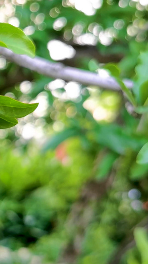 实拍树上的青石榴时令水果27秒视频