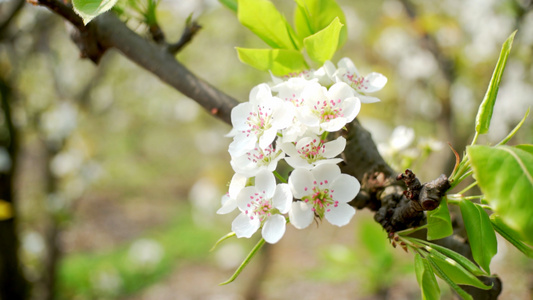 4K实拍春天盛开的梨花视频素材视频