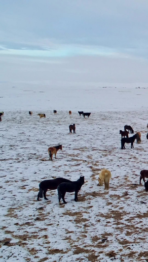 冬天草原上的马吃草旅游风景7秒视频