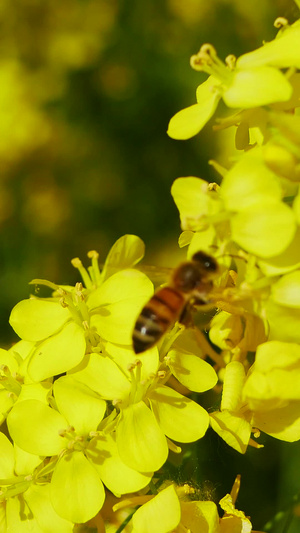 油菜花田中的蜜蜂68秒视频