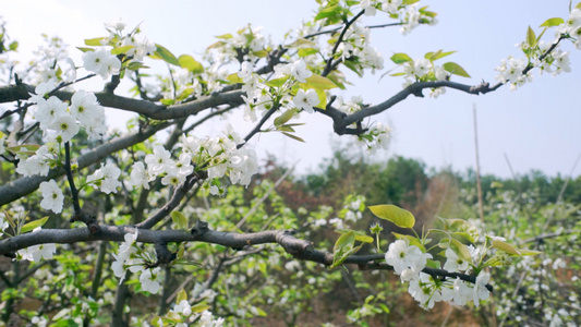 4K实拍春天枝头上盛开的梨花视频素材视频