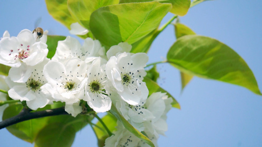4K实拍春天枝头上在梨花上采蜜的蜜蜂视频素材视频
