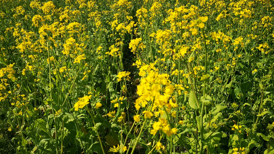 春天油菜花盛开视频