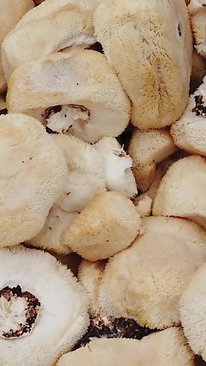 有机猴头菇猴头菇种植32秒视频