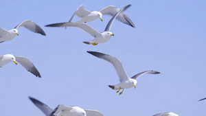4K海鸥海边蓝天飞翔翱翔慢动作17秒视频