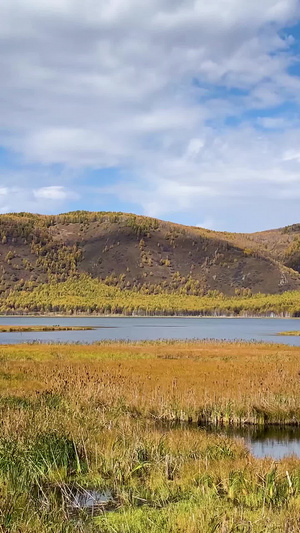 内蒙古草原湿地秋季景色实拍视频大兴安岭30秒视频