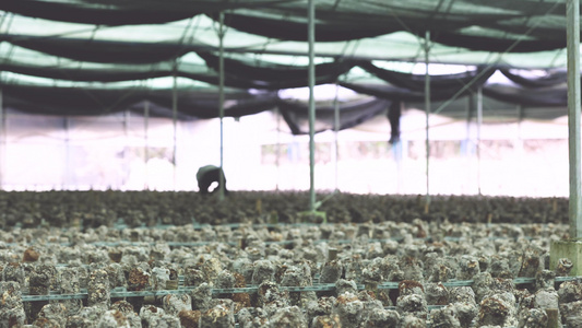农业香菇种植基地视频
