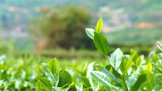 还未采摘的茶叶 合集视频