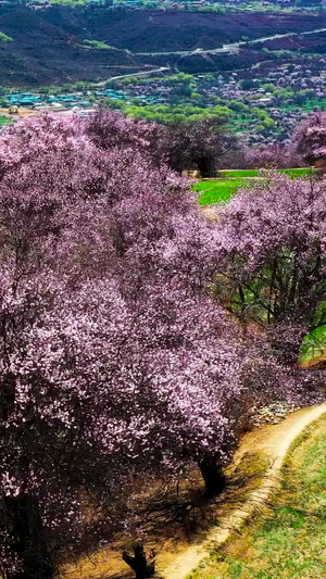 索松村桃花节航拍素材4A景区170秒视频