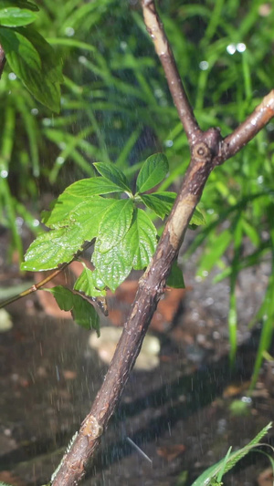实拍喷水绿色植物36秒视频