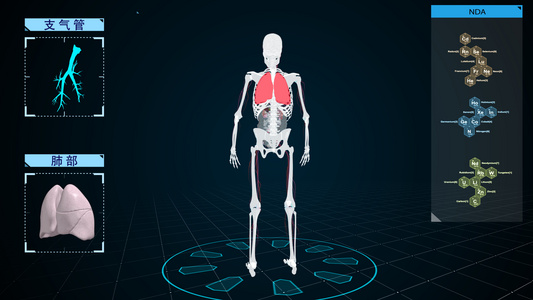 科技感4K人体骨骼肺部支气管展示视频视频
