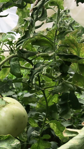 有机西红柿科技环保种植西红柿视频