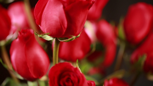 家具生活品味装饰爱情表白红玫瑰花视频