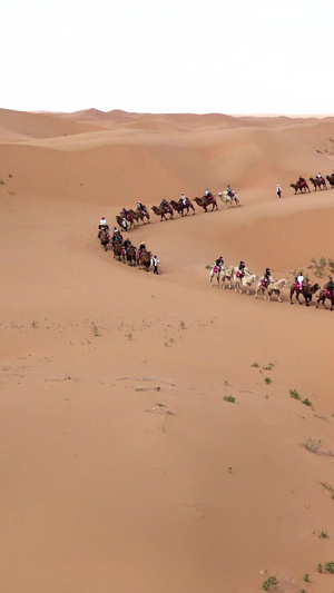 实拍宁夏沙坡头景区沙漠骆驼骆驼队23秒视频
