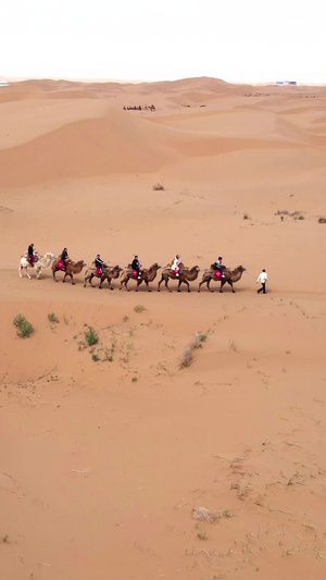 实拍宁夏沙坡头景区沙漠骆驼5A景区23秒视频