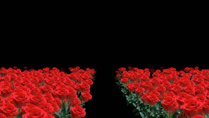 透明通道玫瑰花丛视频素材30秒视频