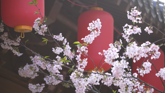 城市春天古建筑红灯笼樱花4k素材视频