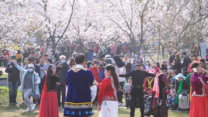 城市春天花季樱花树下跳蒙古舞的人群4k素材【该视频无肖像权，请勿商用】15秒视频