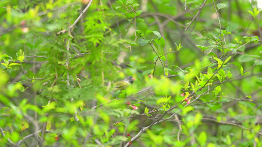4k春日树上的小鸟空镜头 视频