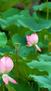 夏日荷花莲花荷叶视频