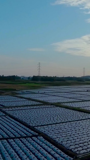 夕阳下大片现代农业种植航拍公园美景51秒视频