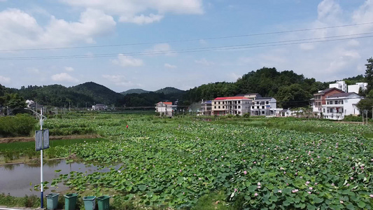 航拍乡村荷塘自然风景绿色的海洋视频