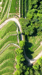 航拍茶山春茶节视频