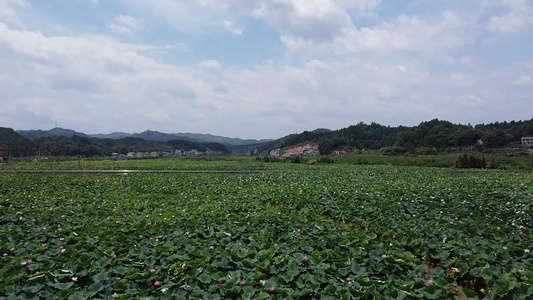 航拍乡村荷塘自然风景绿色的海洋视频