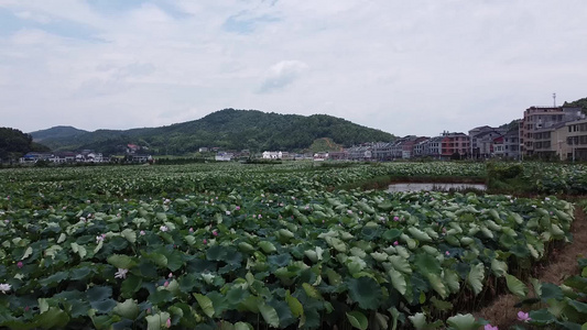 航拍乡村荷塘自然风景绿色的海洋视频