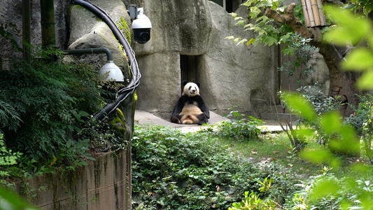 4K国宝大熊猫视频