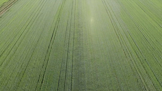 亚麻种植高清航拍视频