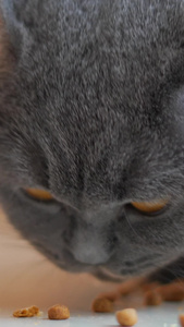 英国短毛猫吃猫粮慢动作国际猫咪日视频