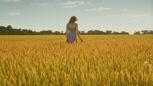 夏日在田间轻抚小麦走向远方的唯美女性背影13秒视频