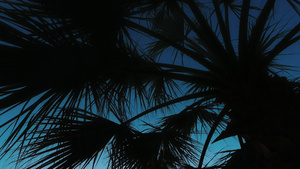 夏日傍晚海边的椰子树剪影8秒视频