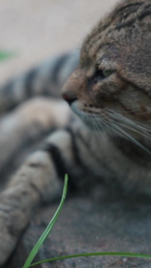 在石头上打哈欠犯懒的可爱小猫咪流浪猫54秒视频