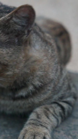 在石头上打哈欠犯懒的可爱小猫咪国际猫咪日54秒视频