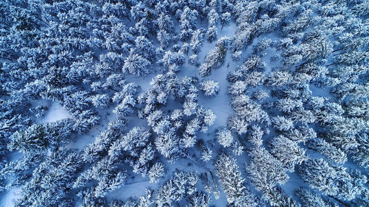 冬季雪景云杉树垂直航拍视频