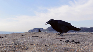 日本镰仓海滩的乌鸦41秒视频