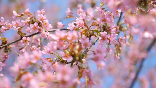 4K实拍唯美阳光下盛开的樱花视频素材视频