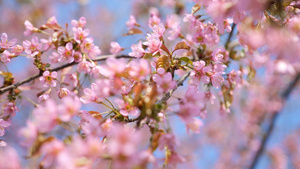 4K实拍唯美阳光下盛开的樱花视频素材5秒视频