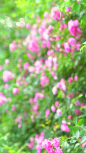 初夏盛开的花墙自然世界29秒视频