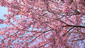   4K樱花盛开茂盛树木视频素材15秒视频
